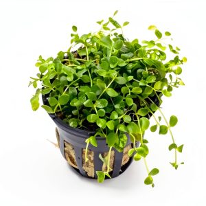 Micranthemum Monte Carlo Live Plants 3‑Pot Set by Marcus Fish Tanks-0