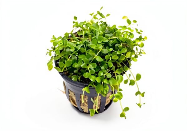 Micranthemum Monte Carlo Live Plants 3‑Pot Set by Marcus Fish Tanks-0