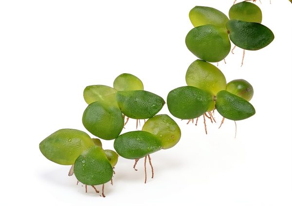 Giant Duckweed Live Floating Plants 40 pcs InnoD Green Aquarium Décor-3
