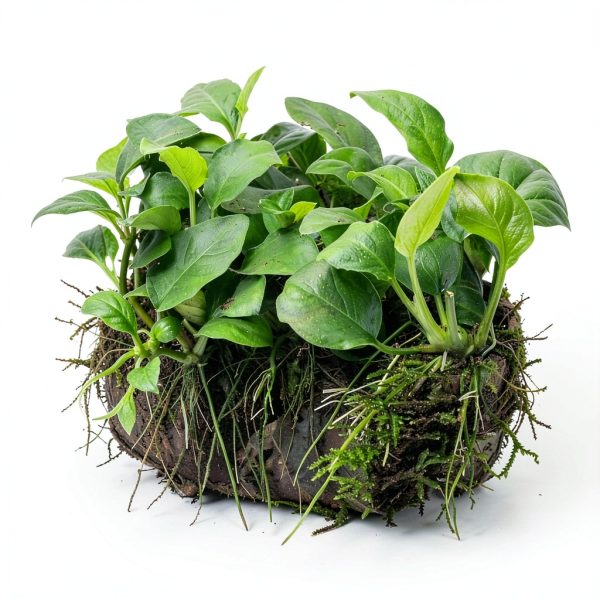 Live Aquarium Plants Starter Set 30 Stems by Mainam Friendly Variety-1