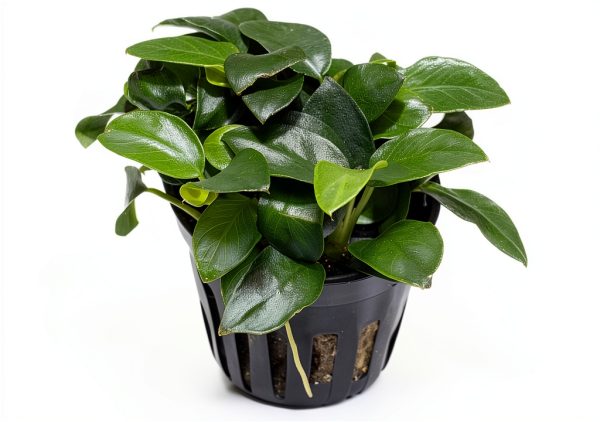 Anubias Nana Petite Live Aquarium Plant Marcus Fish Tanks Potted-3