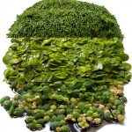 Ultimate Floating Plant Bundle - Duckweed, Red Root Floaters, Salvinia - Aquarium Enthusiasts’ Dream Collection-0