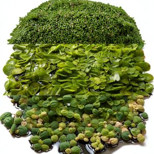 Ultimate Floating Plant Bundle - Duckweed, Red Root Floaters, Salvinia - Aquarium Enthusiasts’ Dream Collection-0
