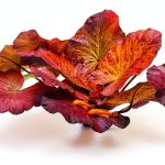 Tiger Lotus Live Plant – Marcus Fish Tanks Air‑Purifying Sprouted-0