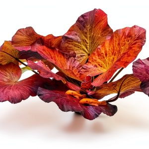 Tiger Lotus Live Plant – Marcus Fish Tanks Air‑Purifying Sprouted-0