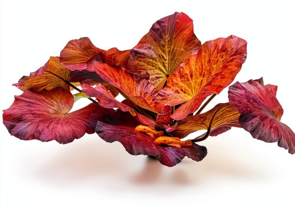 Tiger Lotus Live Plant – Marcus Fish Tanks Air‑Purifying Sprouted-0