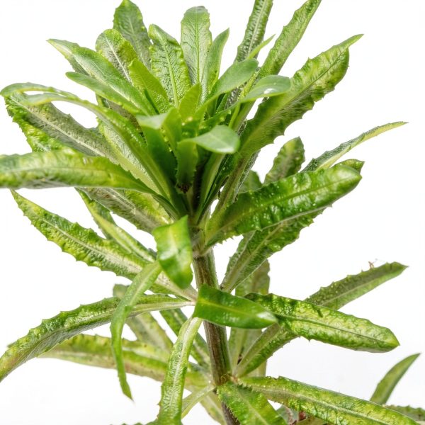Anacharis Aquarium Plant by Planterest – Elodea Densa, 5" Stems-5