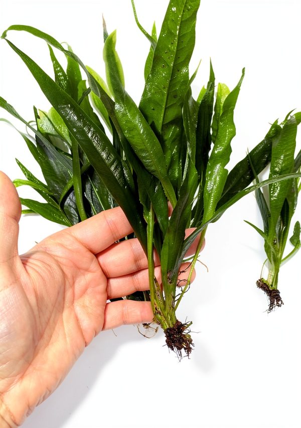 Java Fern Bare Root by AquaLeaf Aquatics – Low Light, 10" Height-1