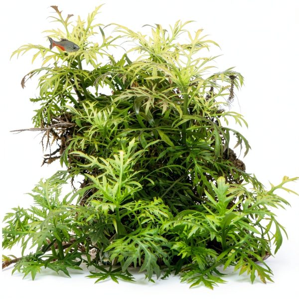 Live Aquarium Plants Hygrophila Difformis Bunch Water Wisteria Aquarium Plant Live PNF22-1