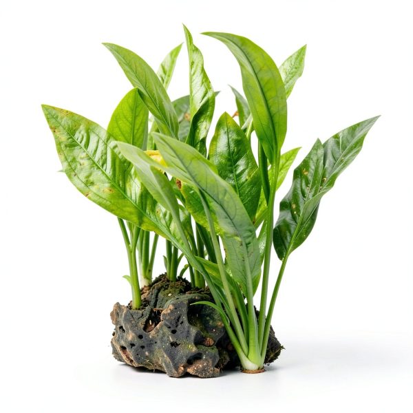 Mainam Aquarium Plants 4 Pack Anubias Nana Amazon Sword Java Fern-4