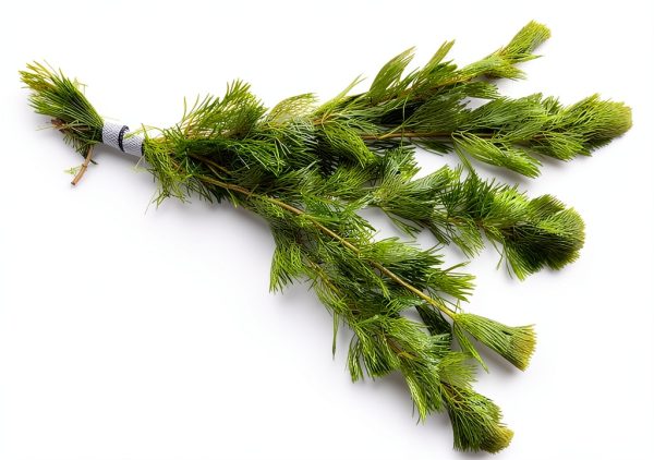 Marcus Fish Tanks Green Cabomba Caroliniana Easy Live Aquarium Plants for Aquatic Freshwater Fish Tank BUY2GET1FREE-1