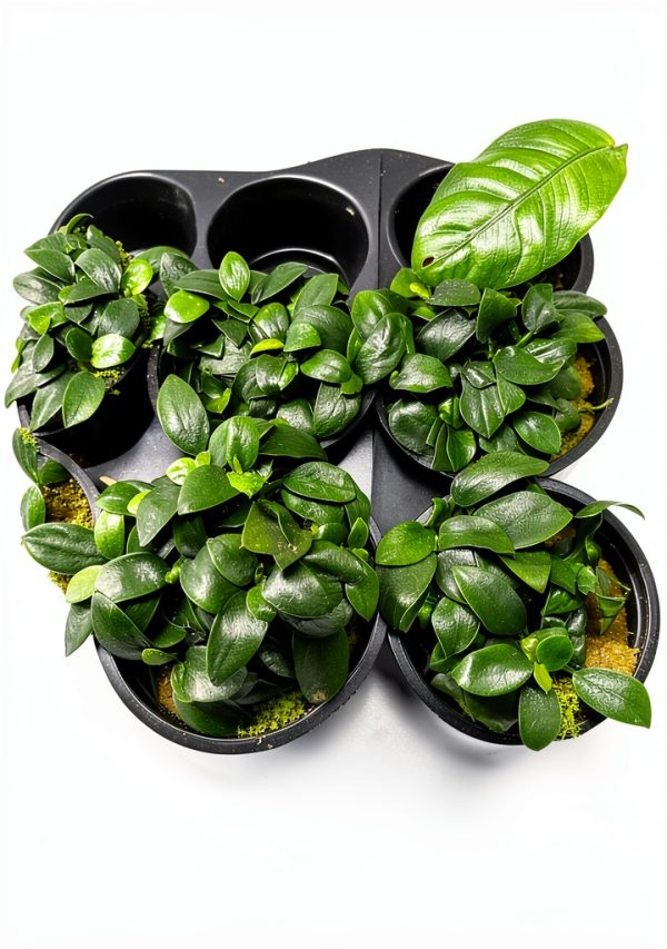 Anubias Nana Petite Live Aquarium Plant Marcus Fish Tanks Potted-4