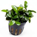 Anubias Nana Petite Live Aquarium Plant Marcus Fish Tanks Potted-0