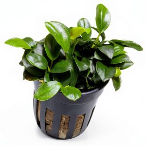 Anubias Nana Petite Live Aquarium Plant Marcus Fish Tanks Potted-0