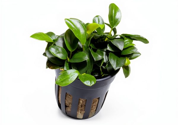 Anubias Nana Petite Live Aquarium Plant Marcus Fish Tanks Potted-0