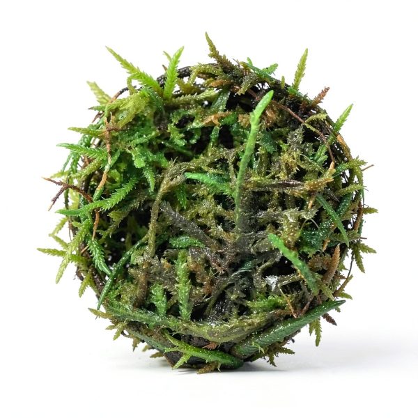 Java Moss Live Aquarium Plant Planterest Compact 2" Cup Buy2Get1Free-2