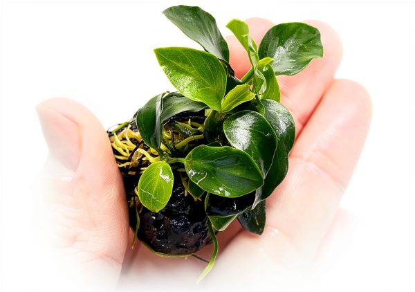 Anubias Nana Live Aquarium Plant on Stone PLANTEREST Compact Decor-2