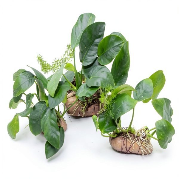 Anubias Nana Live Aquarium Plant on Stone PLANTEREST Compact Decor-3