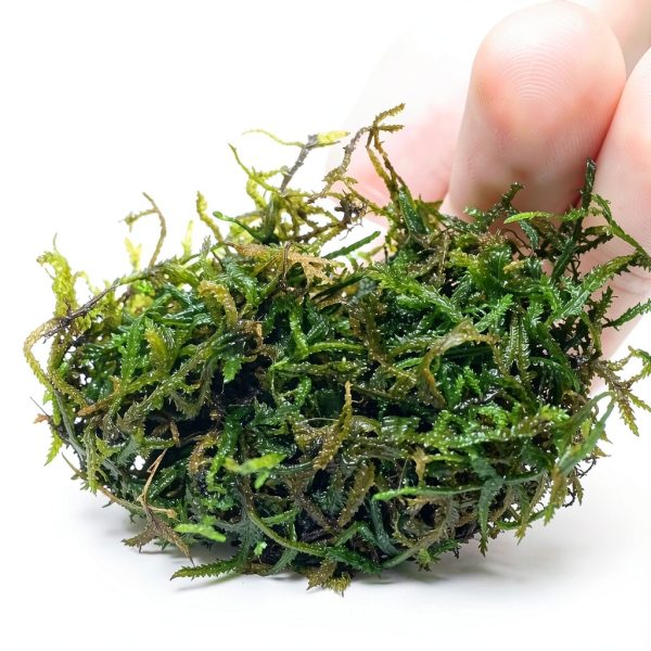 Java Moss Live Aquarium Plant Planterest Compact 2" Cup Buy2Get1Free-1