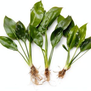 3 Aquatic Plants Bundle | Live Plants for Freshwater Aquariums (3 X Amazon Sword Plants)-0