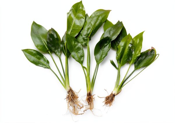 3 Aquatic Plants Bundle | Live Plants for Freshwater Aquariums (3 X Amazon Sword Plants)-0