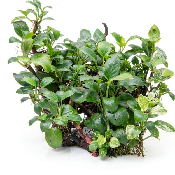 Anubias Nana Mainam Java Fern Java Moss Aquarium Plant 3pcs-4