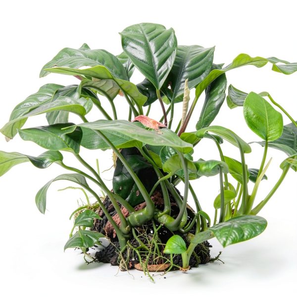 Java Fern and Anubias Aquarium Plant Bundle Greenproaquatic Freshwater-3