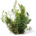 Hornwort Live Aquarium Plant Marcus Fish Tanks Green for Beginners-0