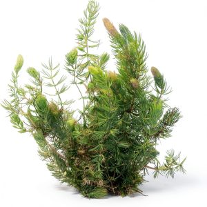 Hornwort Live Aquarium Plant Marcus Fish Tanks Green for Beginners-0