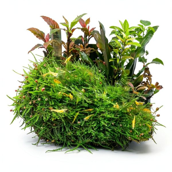 Anubias Nana Mainam Java Fern Java Moss Aquarium Plant 3pcs-1