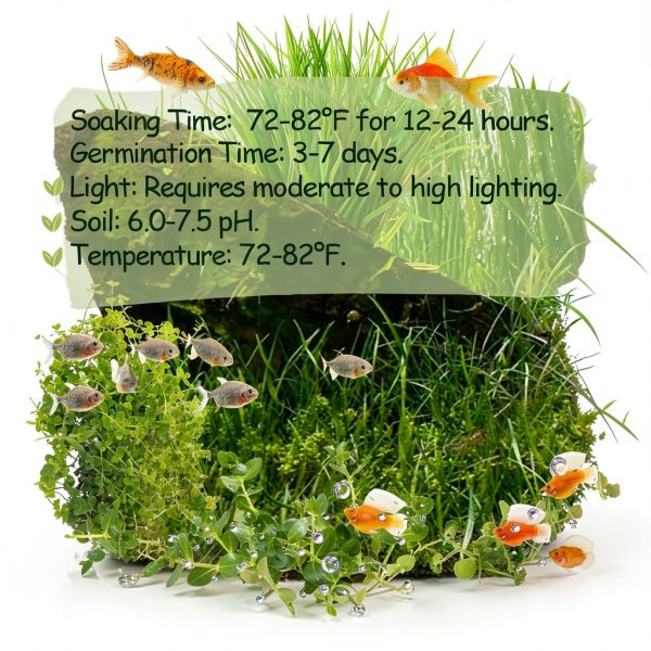Premium Aquarium Plant Seeds Wily Fox – 13,000+ Live Mixed Seeds-3