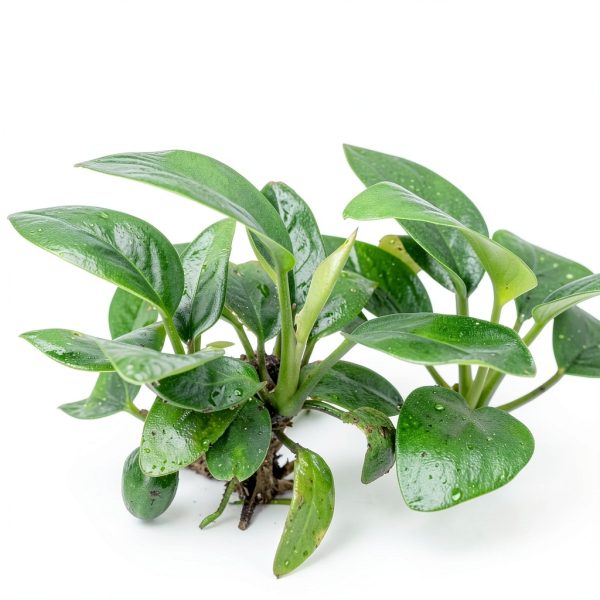 Mainam Aquarium Plants 4 Pack Anubias Nana Amazon Sword Java Fern-1