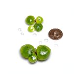 Amazon Frogbit Aquarium Plant 12 Pack by GZ Floating Green-0