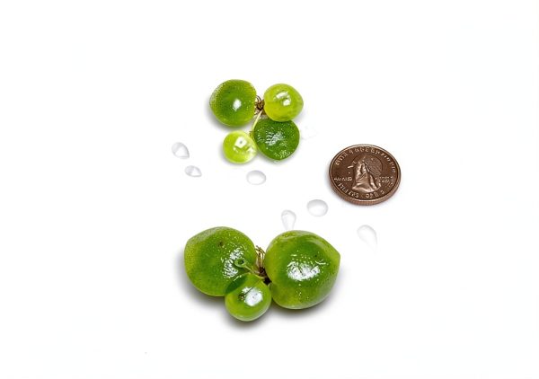 Amazon Frogbit Aquarium Plant 12 Pack by GZ Floating Green-0