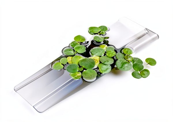 Amazon Frogbit Aquarium Plant 12 Pack by GZ Floating Green-3