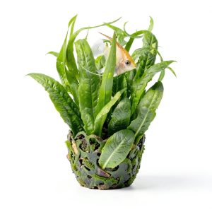 Mainam Alternanthera Lilacina Live Aquarium Plant Set with 4 Varieties-0