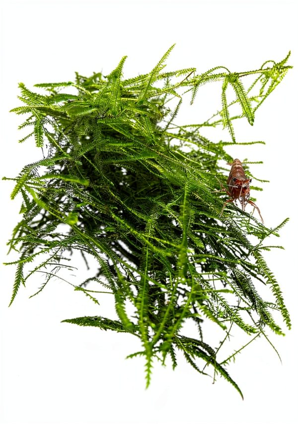 Mainam Alternanthera Lilacina Live Aquarium Plant Set with 4 Varieties-4