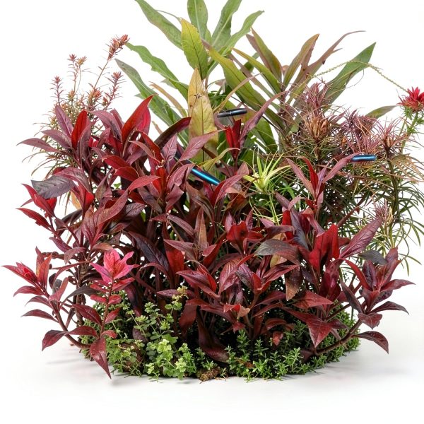Mainam Alternanthera Lilacina Live Aquarium Plant Set with 4 Varieties-1