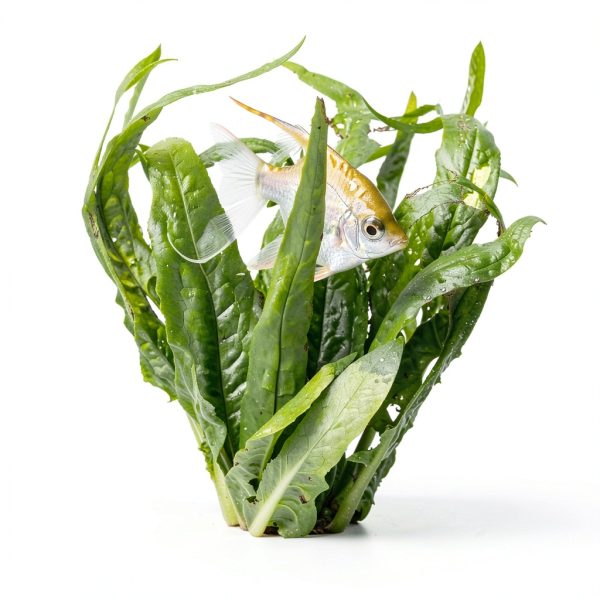 Mainam Alternanthera Lilacina Live Aquarium Plant Set with 4 Varieties-3