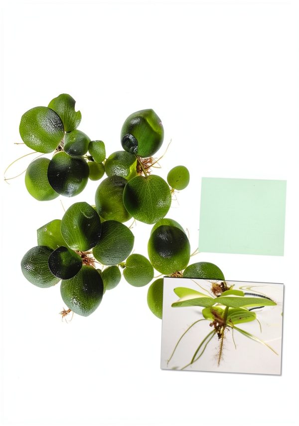 Amazon Frogbit Aquarium Plant 12 Pack by GZ Floating Green-1